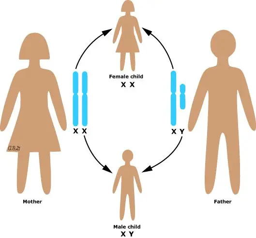 What determines the sex of the child, which parent, man, woman