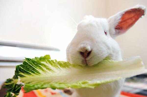 What do decorative rabbits eat at home