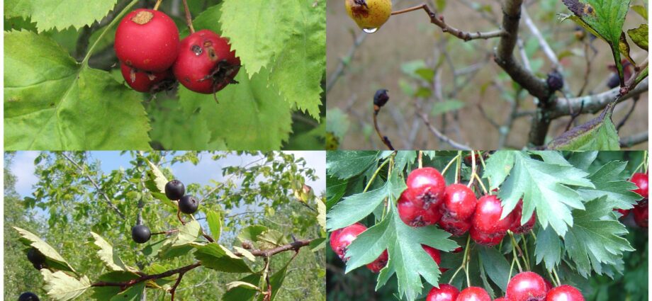 What do seedlings of large-fruited hawthorn look like?