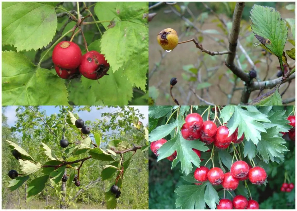 What do seedlings of large-fruited hawthorn look like?