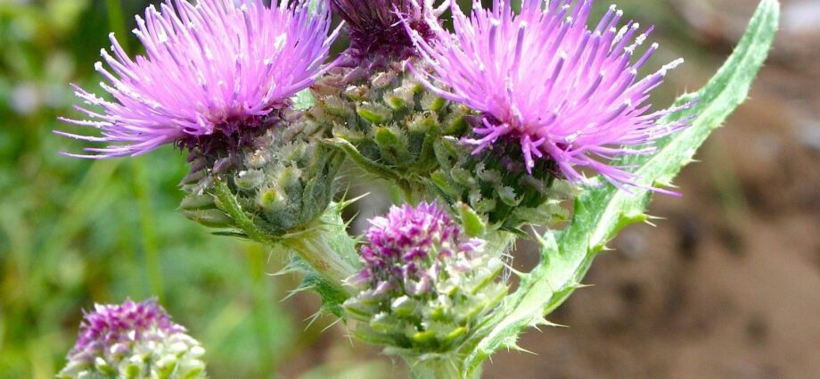 What does a thistle plant look like?