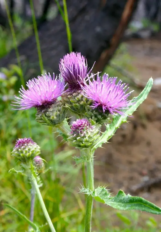 What does a thistle plant look like?