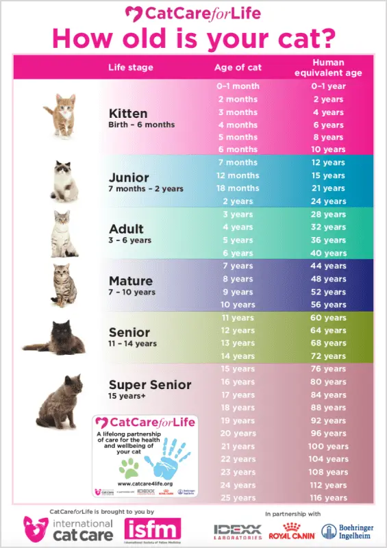 What does my cat&#8217;s age mean?