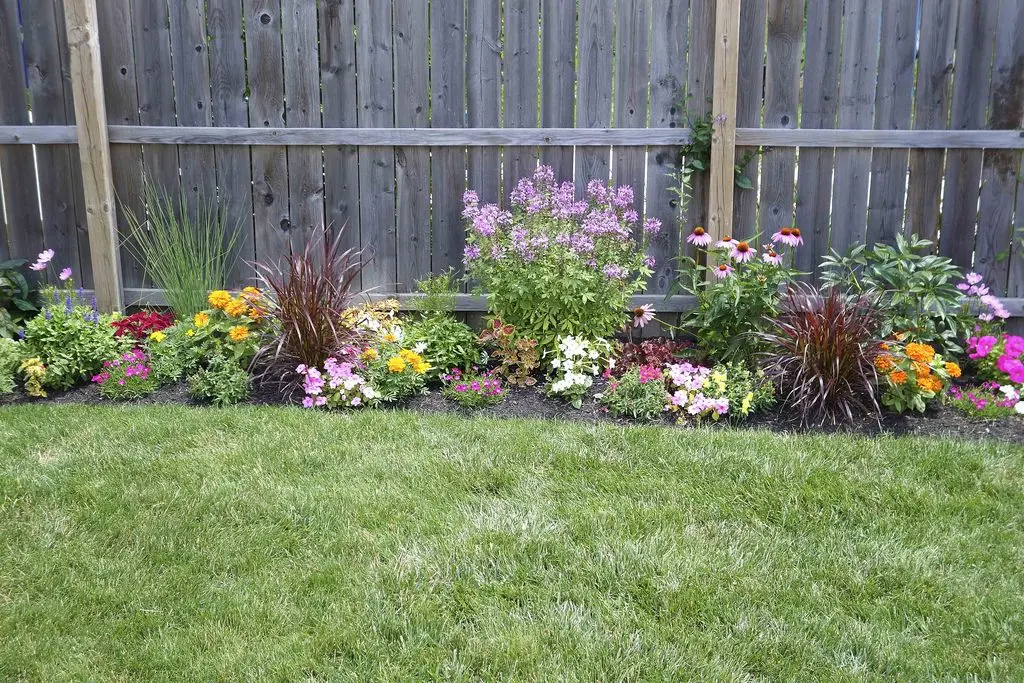 What flowers to plant along the fence so that they bloom all summer: photo