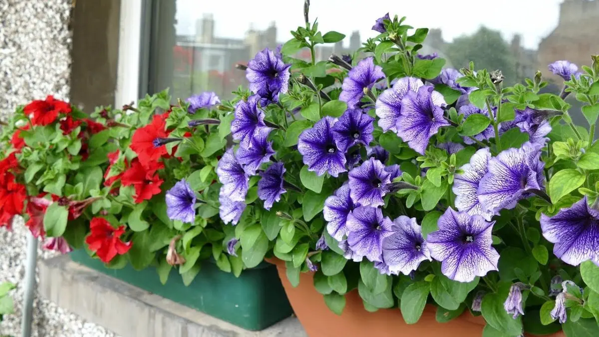 What flowers to plant on the balcony to bloom all summer