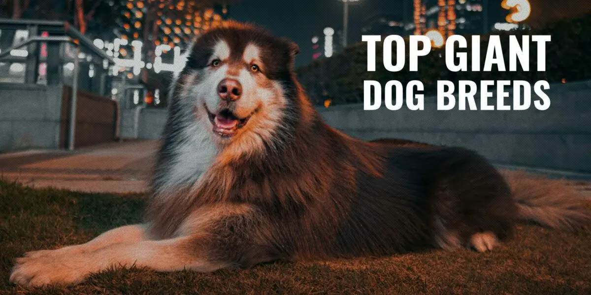 What giants! 15 breeds of the biggest dogs