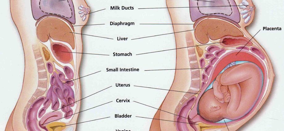 What happens to a woman&#8217;s body during pregnancy