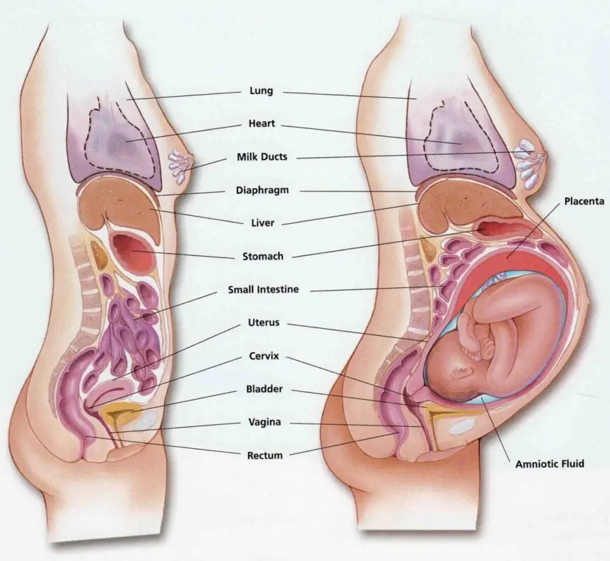 What happens to a woman&#8217;s body during pregnancy