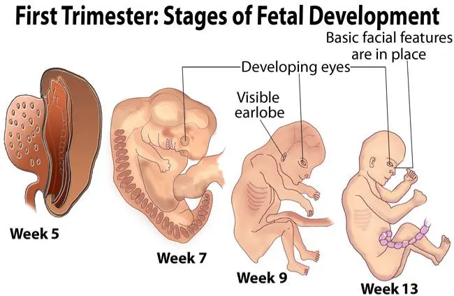 What Happens to a Woman&#8217;s Body in the First Week of Pregnancy