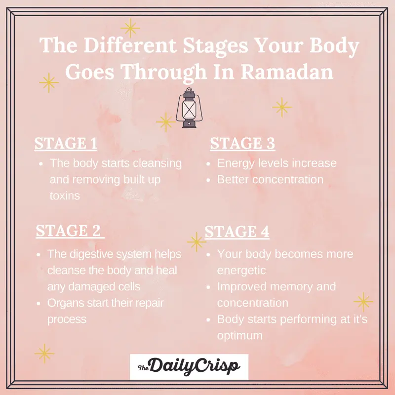 What happens to the body on different days of the menstrual cycle