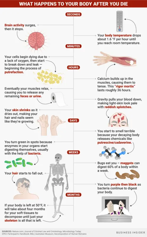 What happens to the body when you stop eating meat