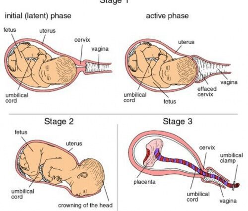 What happens to the female body during childbirth