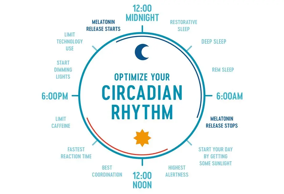 What is circadian rhythm and how it affects our lives