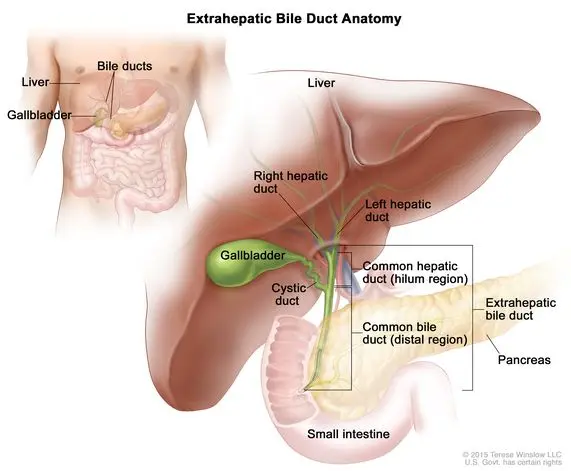 What is common bile duct or common bile duct?