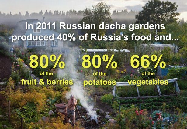 What is grown at the dacha Vovk, Sharapova and other stars