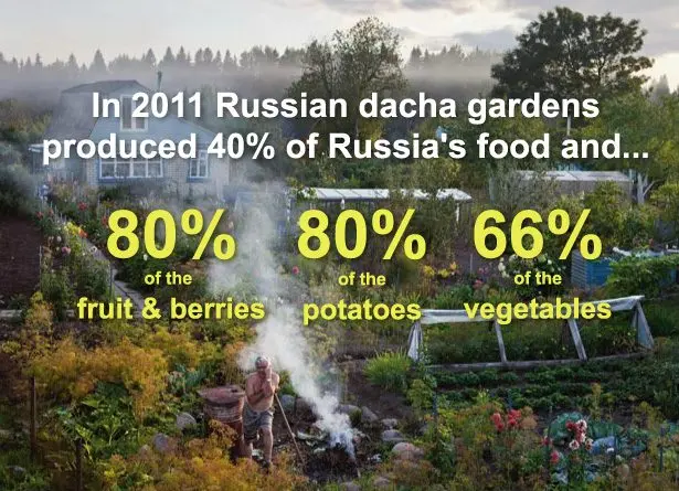 What is grown at the dacha Vovk, Sharapova and other stars