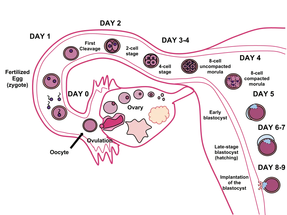 What is implantation?