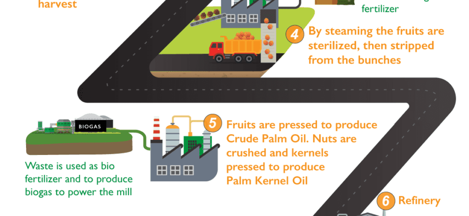 What is palm oil made of, where is palm oil used