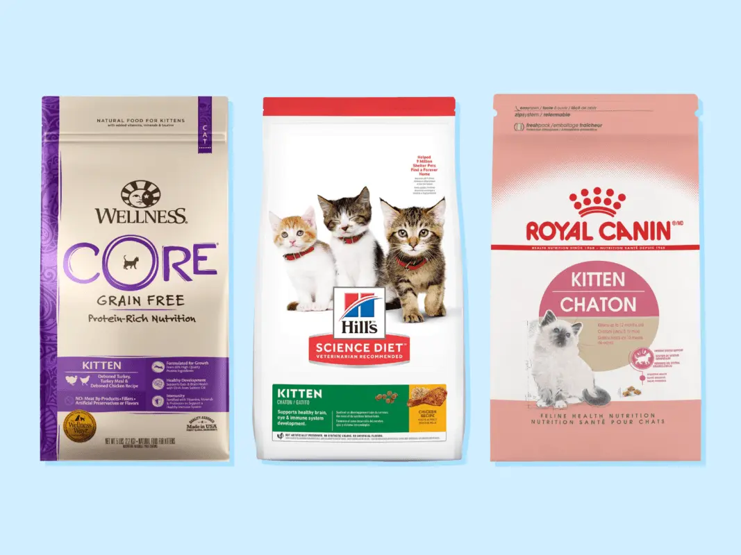 What is the best cat food