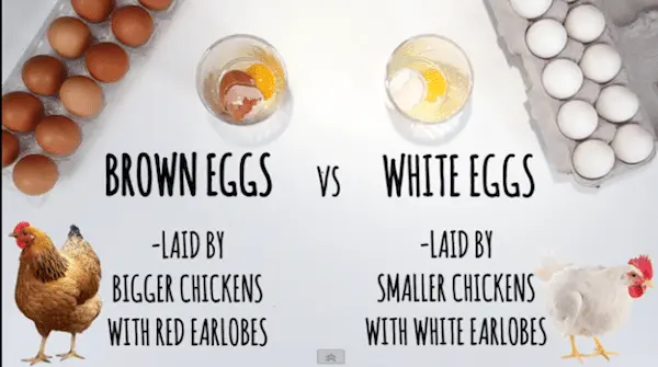 What is the difference between a white egg and one with a dark shell?