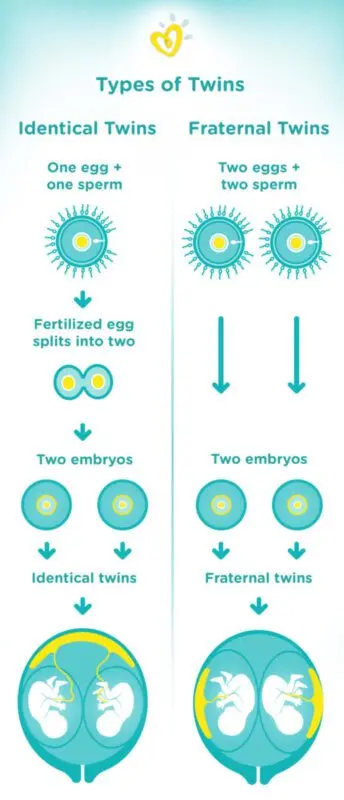 What is the Difference Between Regular and Multiple Pregnancy