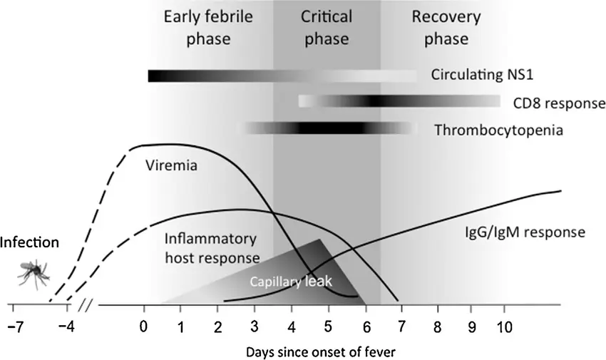 What is the evolution of dengue? Its complications?