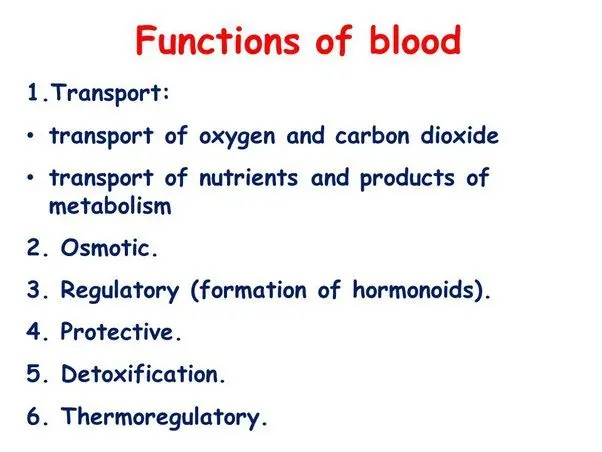 What is the function of the blood brain barrier?