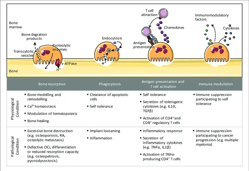 What is the role of osteoclasts?