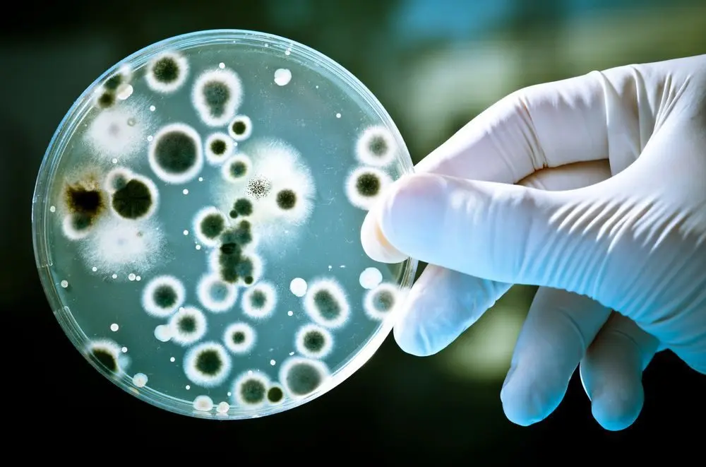 What is thermophilic yeast and how are they harmful to the body