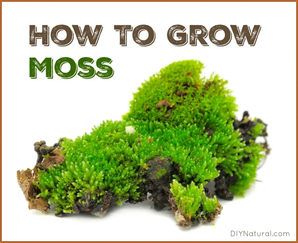 What kind of moss grows on the tree and the fight against it