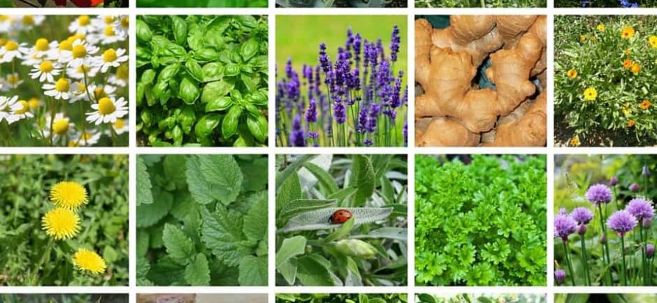 What medicinal plants can be grown on their own