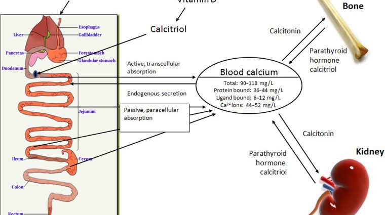 What minerals are better absorbed?