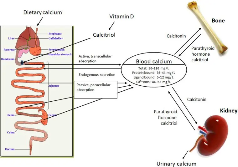What minerals are better absorbed?