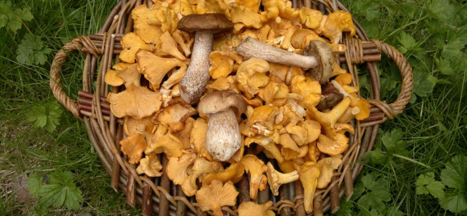 What mushrooms can be picked without harm to health