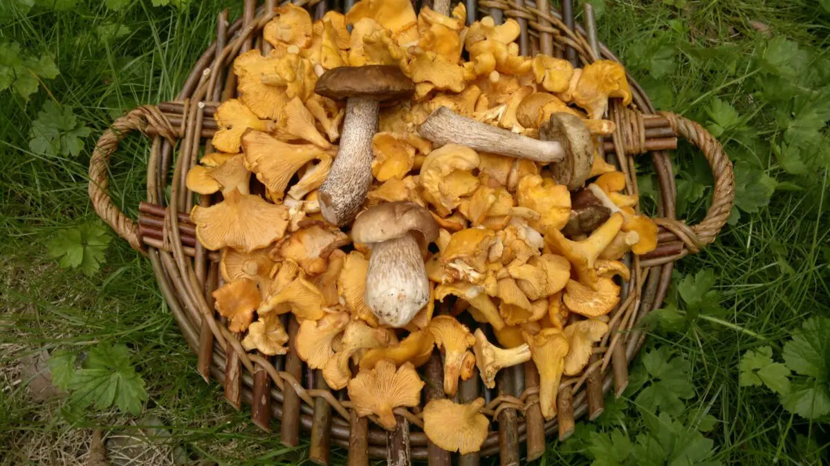 What mushrooms can be picked without harm to health