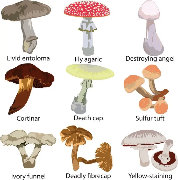 What poisonous counterparts of edible mushrooms look like