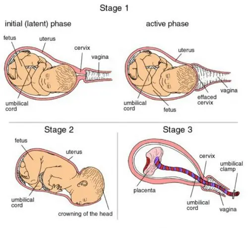 What really happens during childbirth?