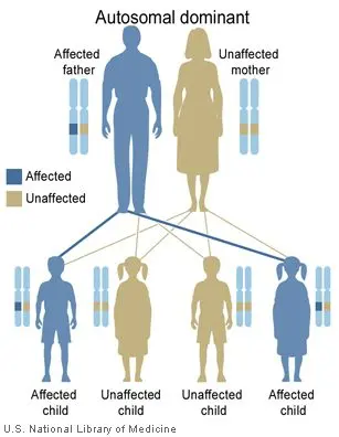 What the child inherits from the father: diseases and external signs