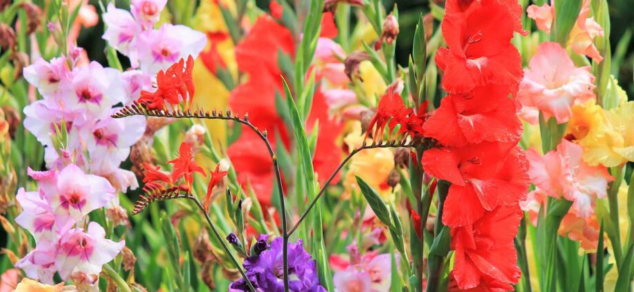 What to do after flowering gladioli: care, pruning – Healthy Food Near Me