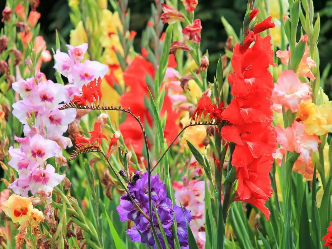 Growing gladioli