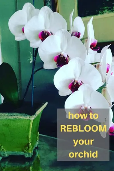 What to do after the orchid has faded, how to care, how to prune