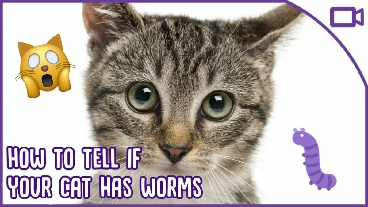 What to do if a cat has worms