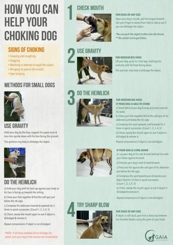 What to do if a dog is afraid of fireworks and firecrackers