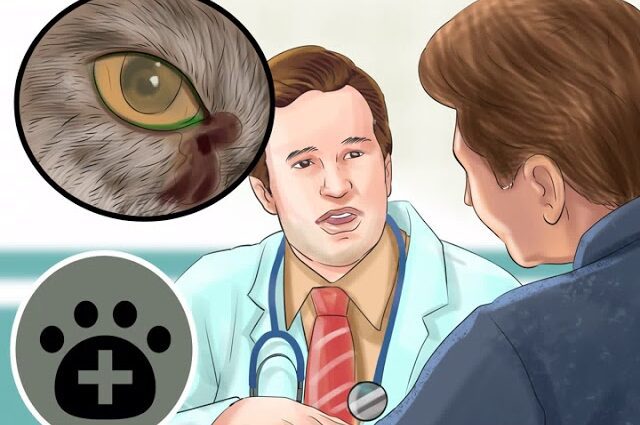 What to do if a kitten has watery eyes, why are eyes watery