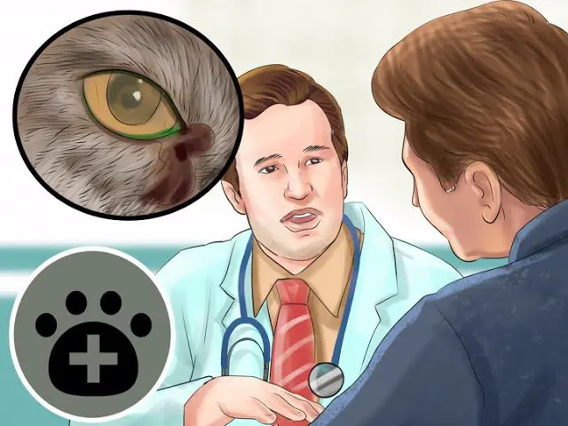 What to do if a kitten has watery eyes, why are eyes watery