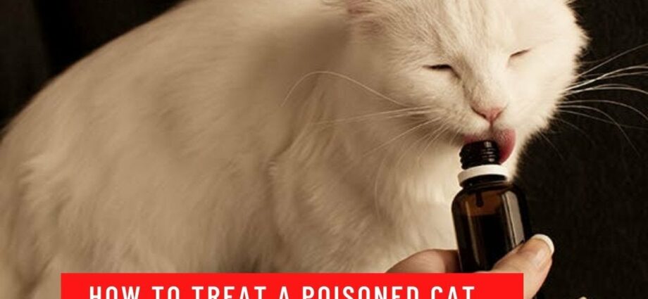Hva skal jeg gjøre hvis en kattunge er forgiftet hjemme