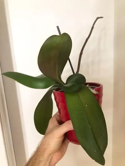 What to do if an orchid leaves wither