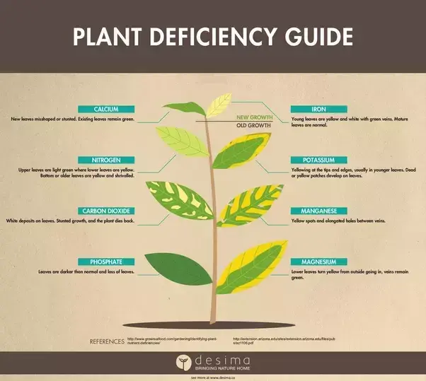 What to do if ficus leaves fall off and turn yellow