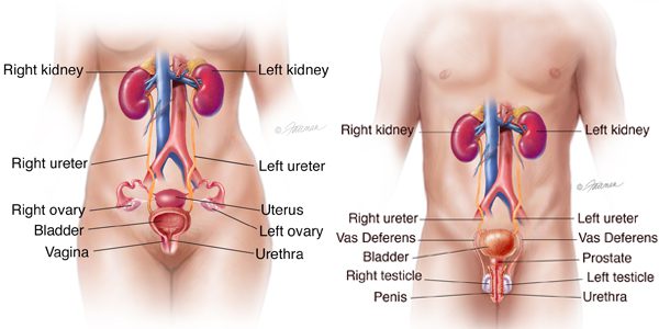 What to do if the bladder is chilled: symptoms and methods of struggle