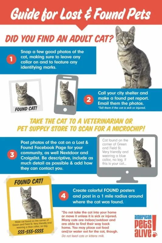 What to do if the cat is walking